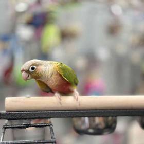 Pineapple Green Cheek Conure