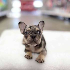 French Bulldog