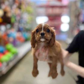 Cavalier King Charles Spaniel