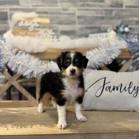 Toy Aussiedoodle