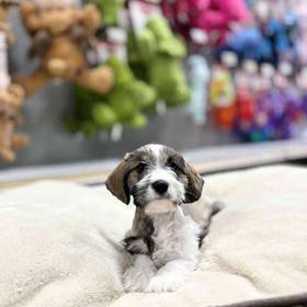 Mini Schnauzer