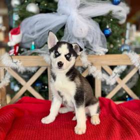 Siberian Husky