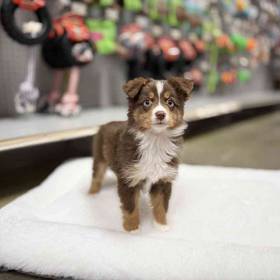 Miniature American Shepherd