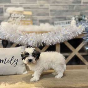 Coton De Tulear