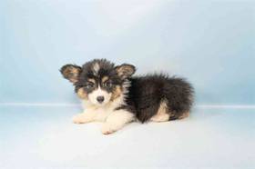 Pembroke Welsh Corgi