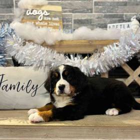 Bernese Mountain Dog