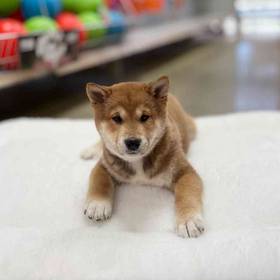 Shiba Inu