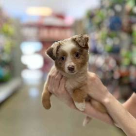 Toy Australian Shepherd 