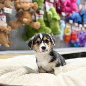 Pembroke Welsh Corgi