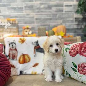 Mini Aussiedoodle