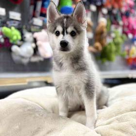 Pomsky