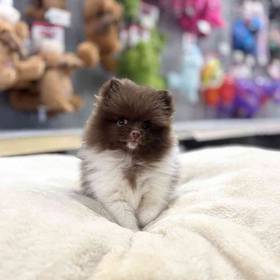 Pomeranian