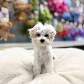 Maltipoo