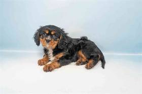 Cavalier King Charles Spaniel