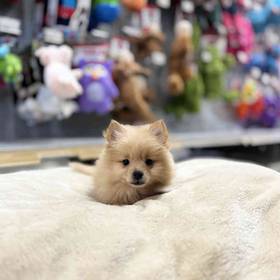 Pomeranian