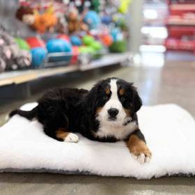 Bernese Mountain Dog