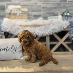 Mini Goldendoodle