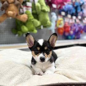 Pembroke Welsh Corgi