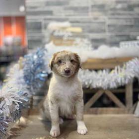 Miniature Australian Shepherd