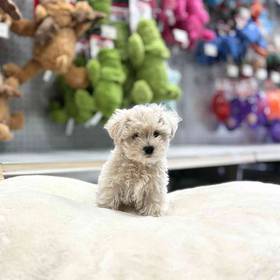 Maltipoo