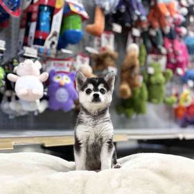 Alaskan Klee Kai