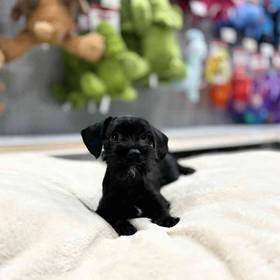 Mini Schnauzer