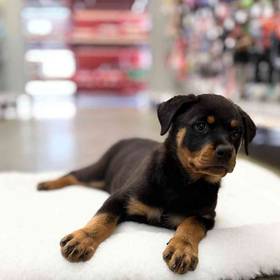 Rottweiler