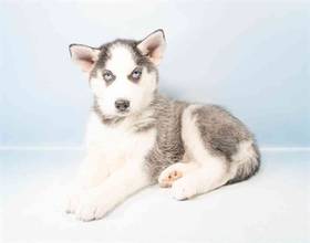 Siberian Husky