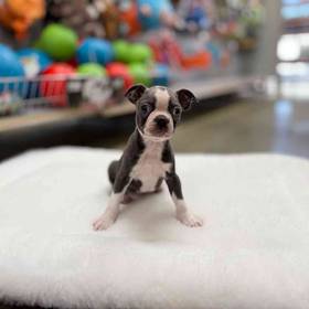 Boston Terrier