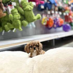 Cavalier King Charles Spaniel