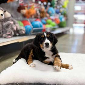 Bernese Mountain Dog