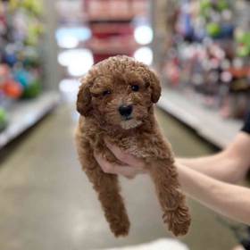 Mini Poodle