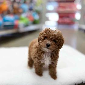 Mini Poodle