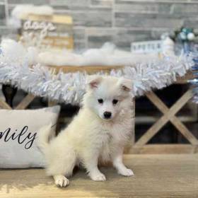 American Eskimo