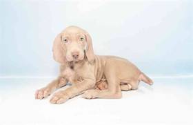 Weimaraner