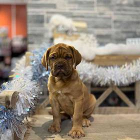 Dogue De Bordeaux