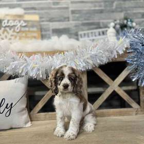 Cocker Spaniel